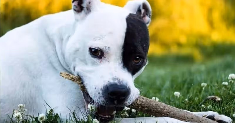 06 American Staffordshire Terrier