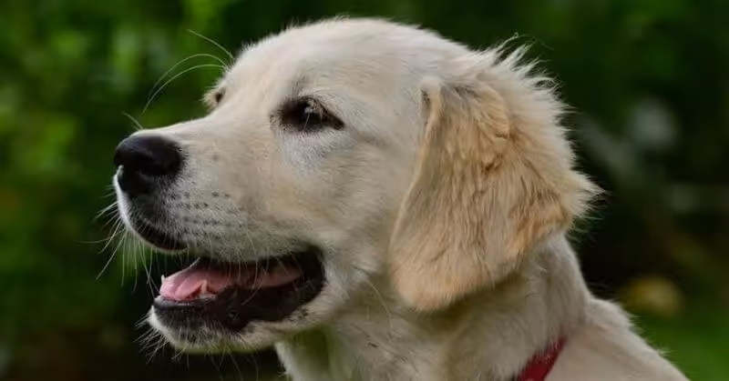 Chien gentil Golden Retriever