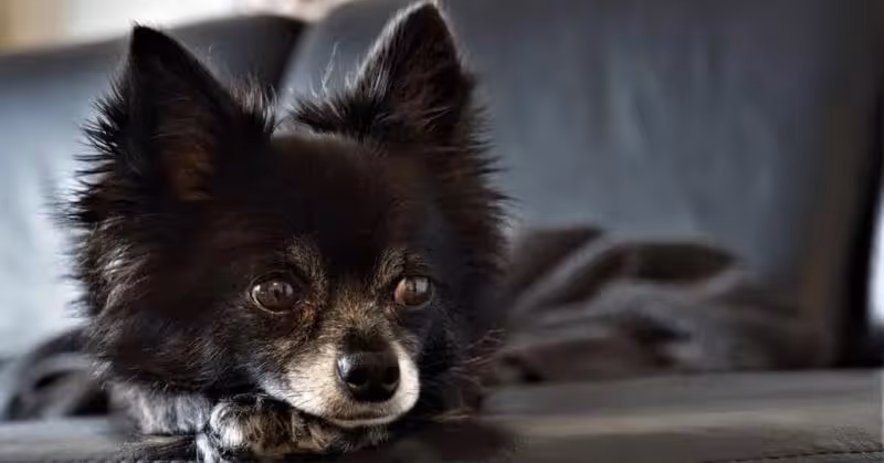 13 Chihuahua