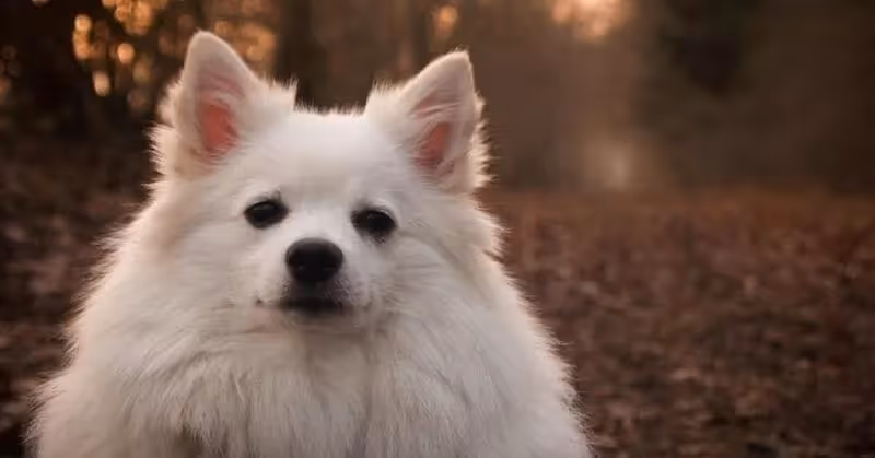 19 Spitz Allemand