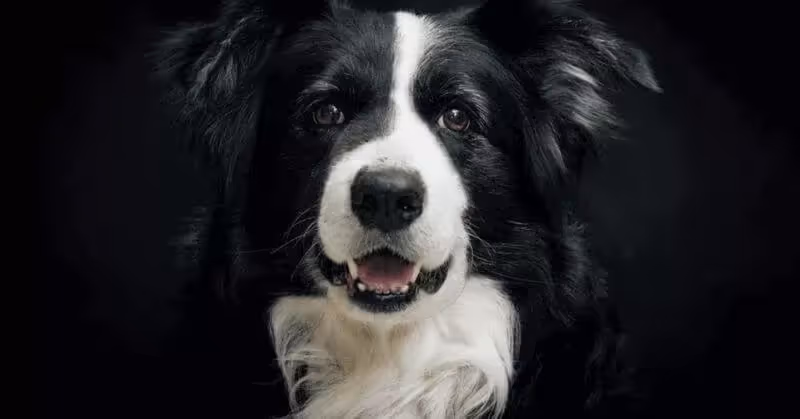 23 Border Collie