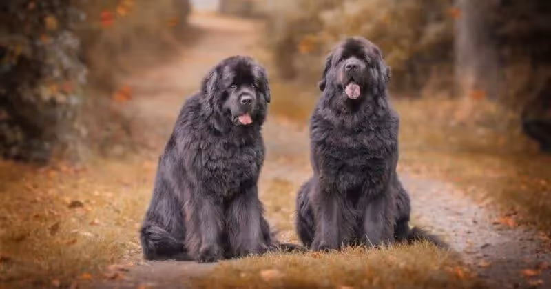 Chiens Terre-Neuve