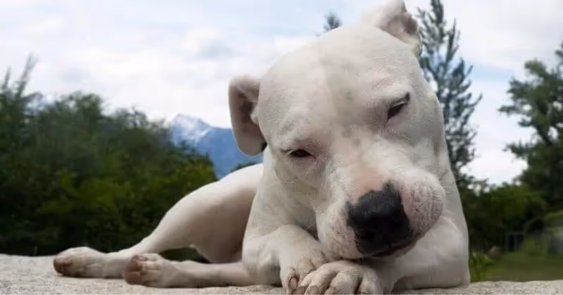 36 Dogue argentin