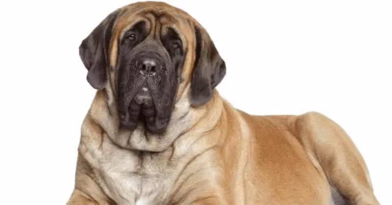 45 Mastiff