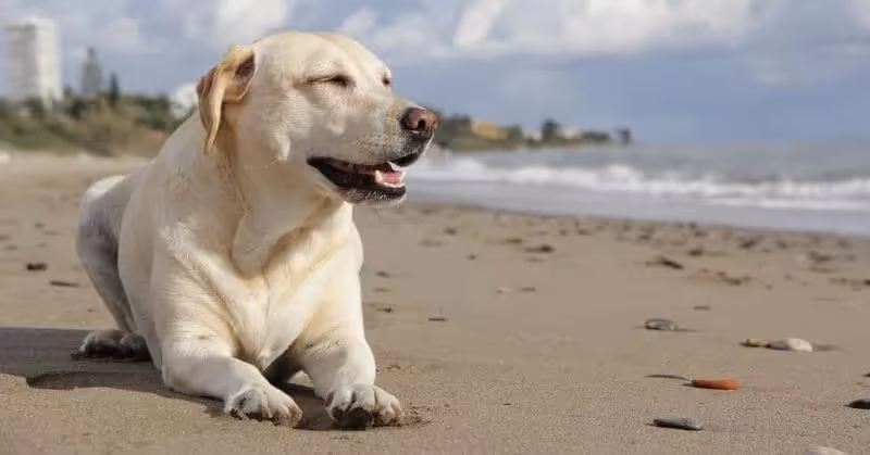 Chien affectueux Labrador Retriever
