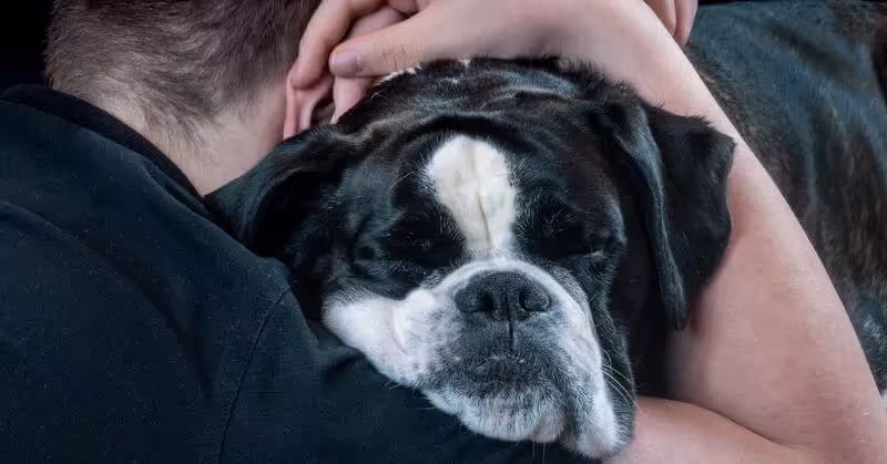 Chien affectueux Boxer