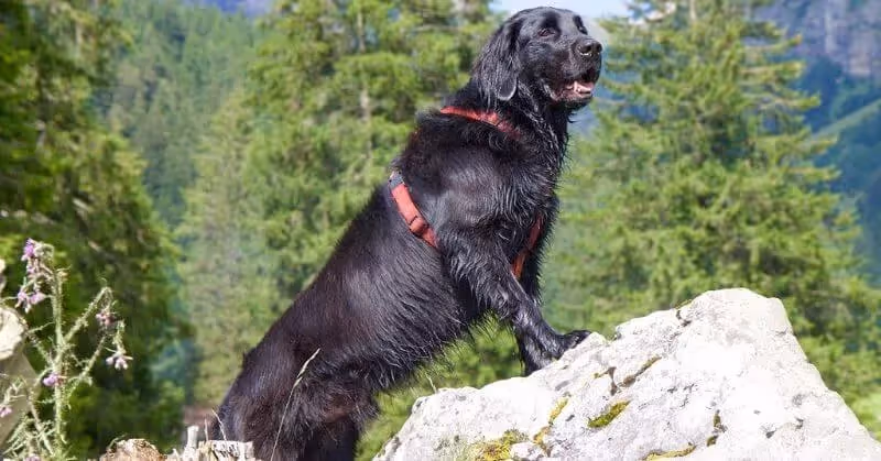 Chiot affectueux Retriever à poil plat