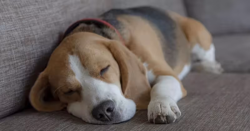 Chien affectueux Beagle
