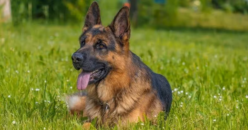 Chien affectueux Berger allemand