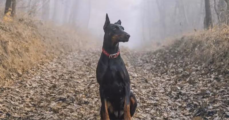 Chien affectueux Dobermann