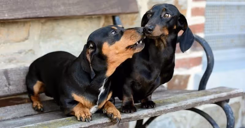 Chien affectueux Teckel