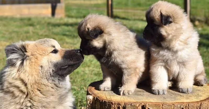 Chien affectueux Eurasier