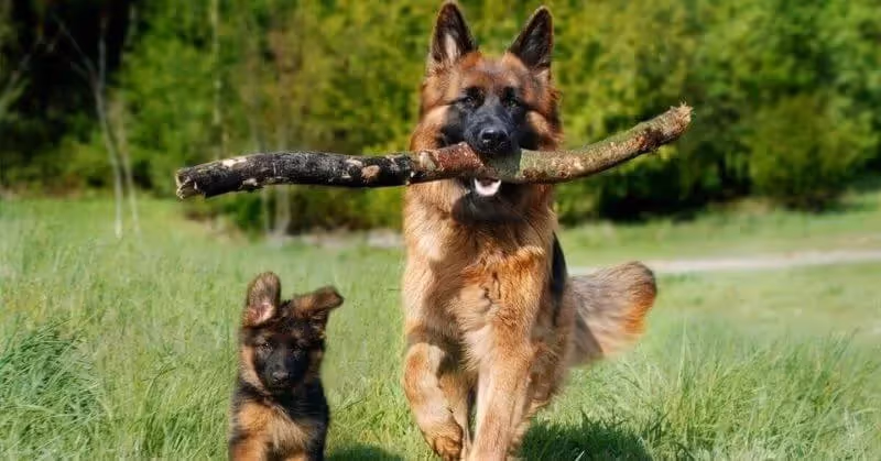 Chien et chiot berger allemand
