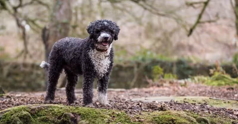 Chien d’eau espagnol