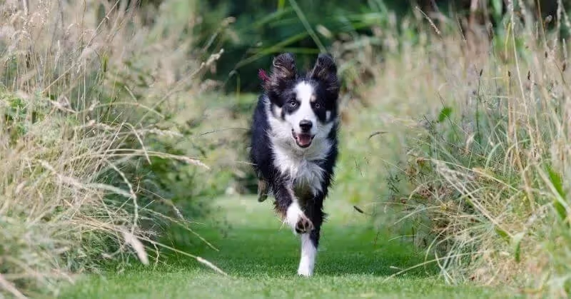 Border Collie