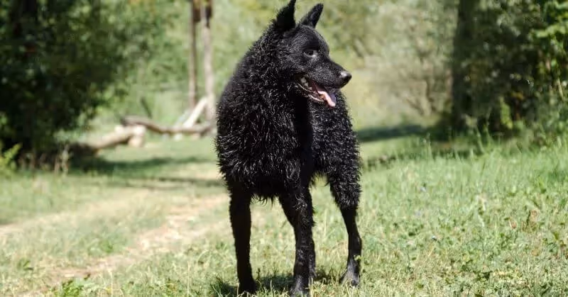 Chien de berger de Croatie