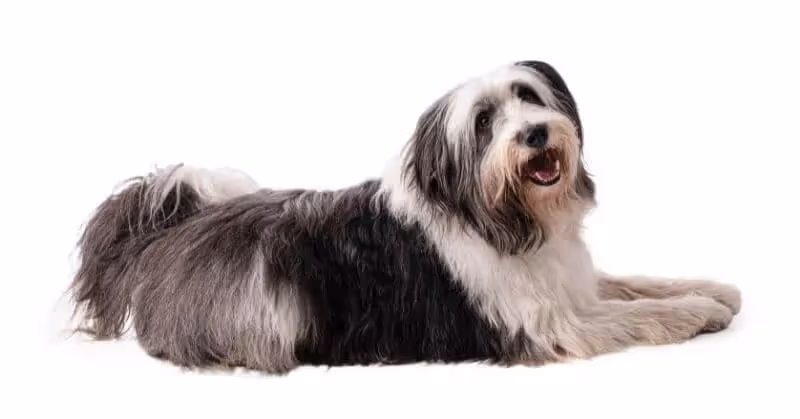 Chien Berger polonais de plaine