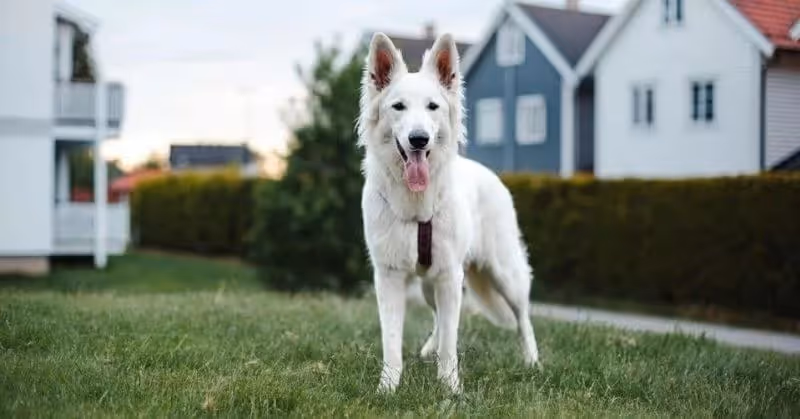 Chien Berger blanc suisse