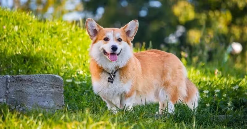 Chien Welsh Corgi