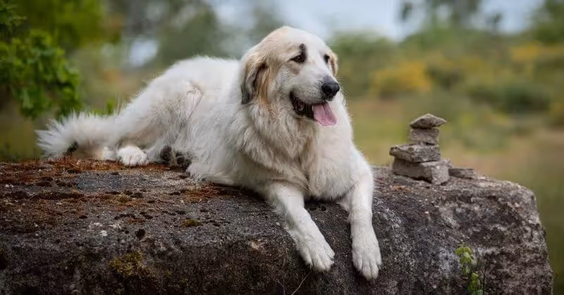 Chien blanc Patou