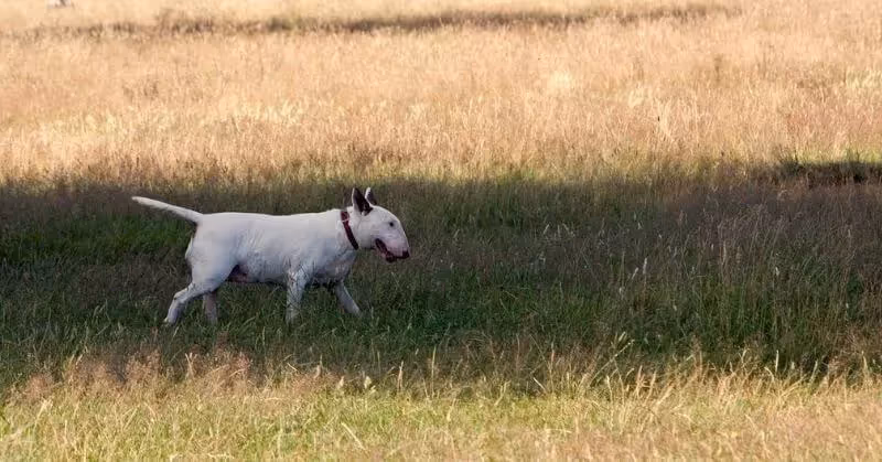 Chien blanc Bull Terrier
