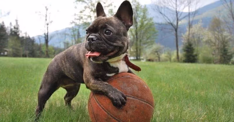Chien calme Bouledogue français