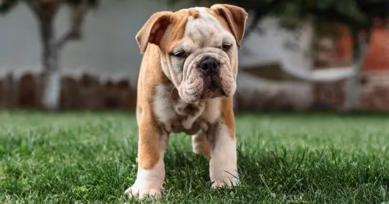 Chien molosse Bulldog anglais