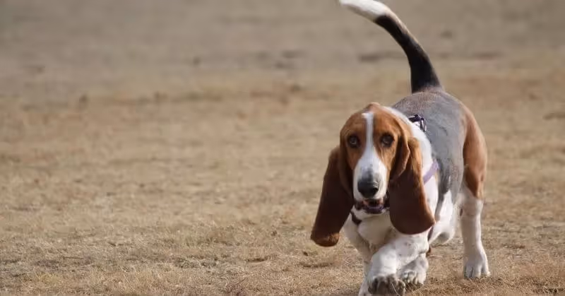 Le Basset Hound