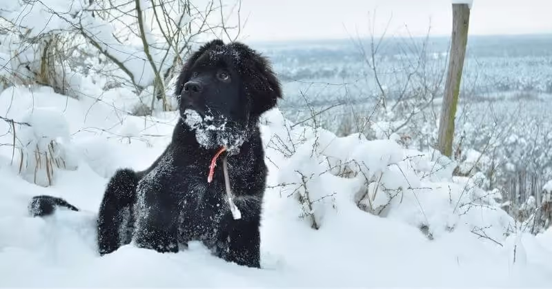 Chien calme Terre-Neuve