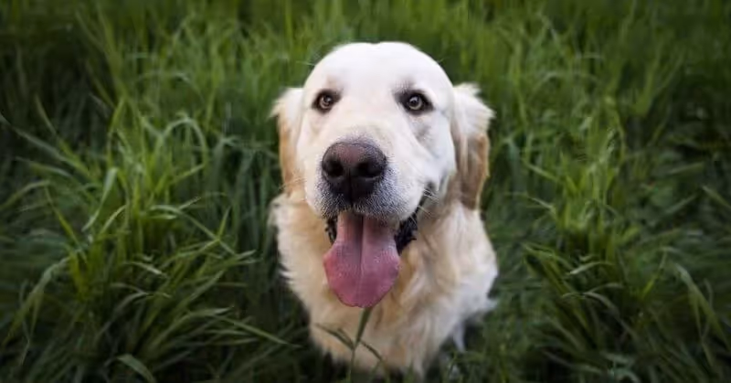Chien calme Golden Retriever