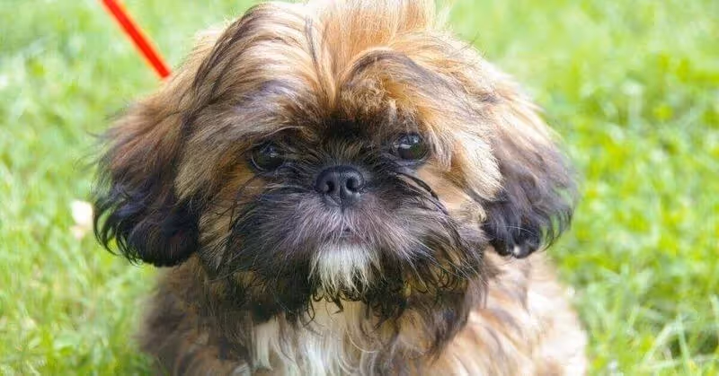 Le Shih Tzu