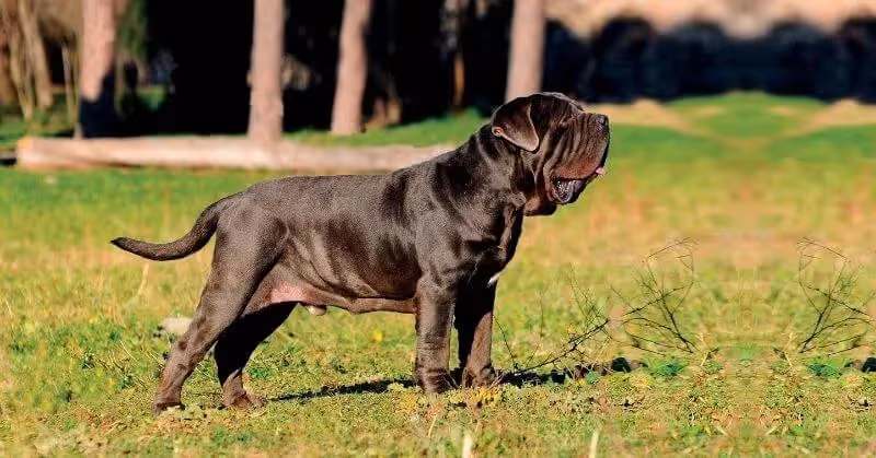 Chien Mâtin napolitain