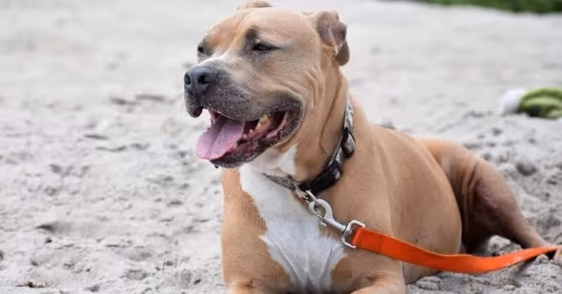 Chien dangereux Pitbull