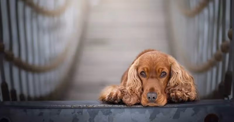Chien dangereux Cocker anglais