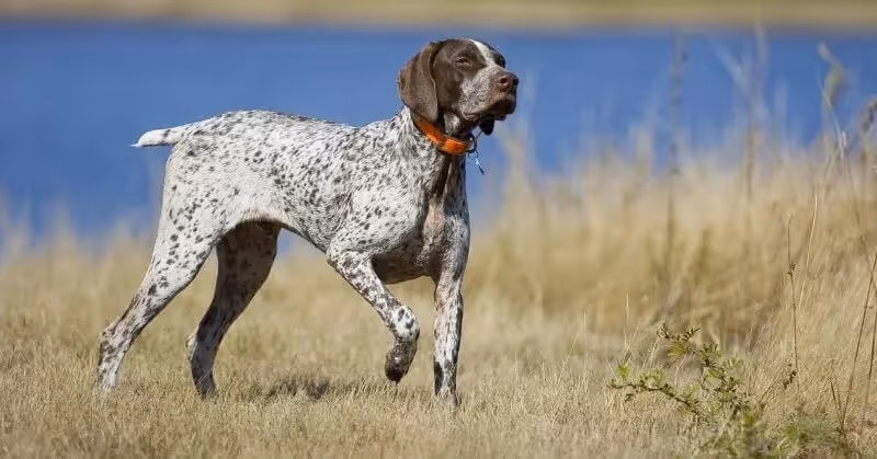 Chien dangereux Braque allemand