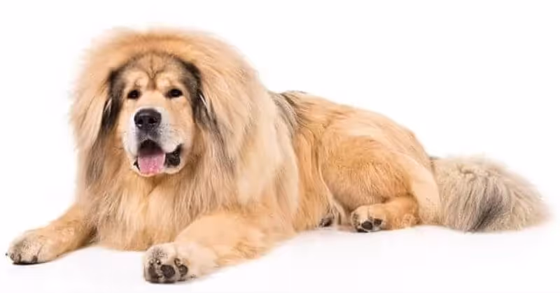 Chien molosse Dogue du Tibet