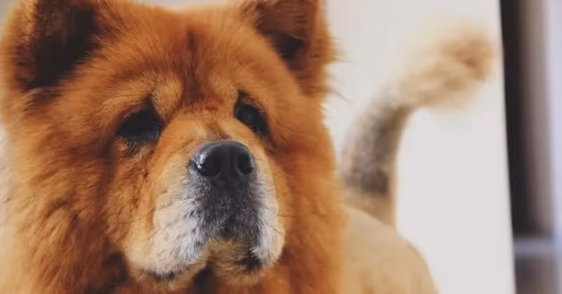 Chow-Chow