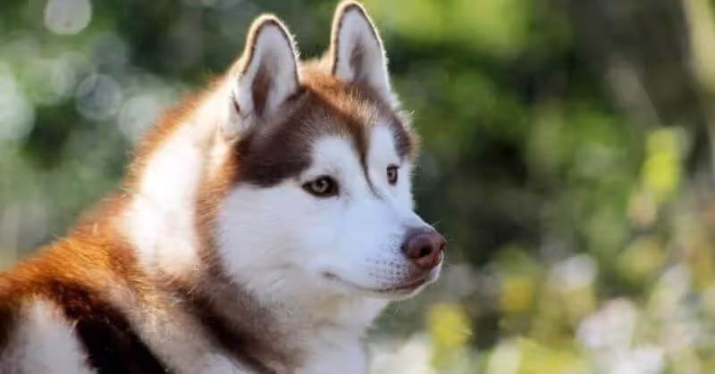 Husky Sibérien