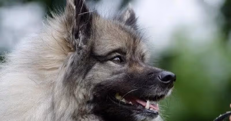 Spitz-Loup