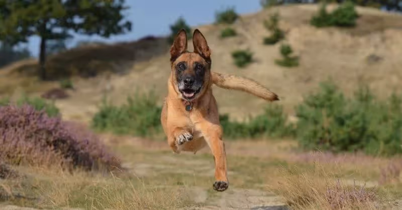 Chien garde Berger belge malinois
