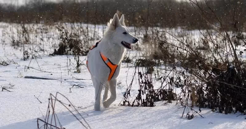 Chien garde Berger blanc suisse