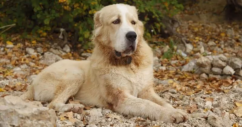 Chien garde Berger d’Asie centrale