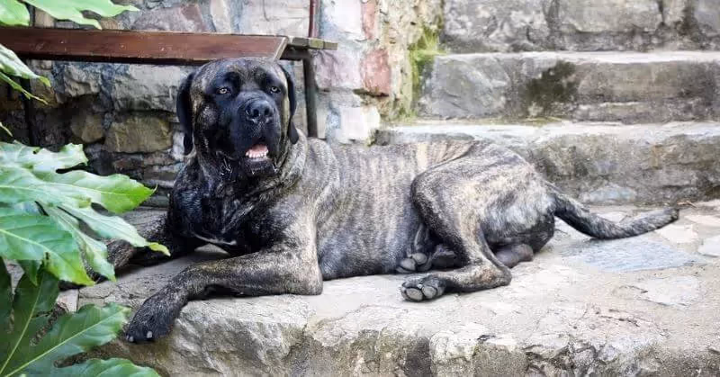 Chien molosse Cane Corso