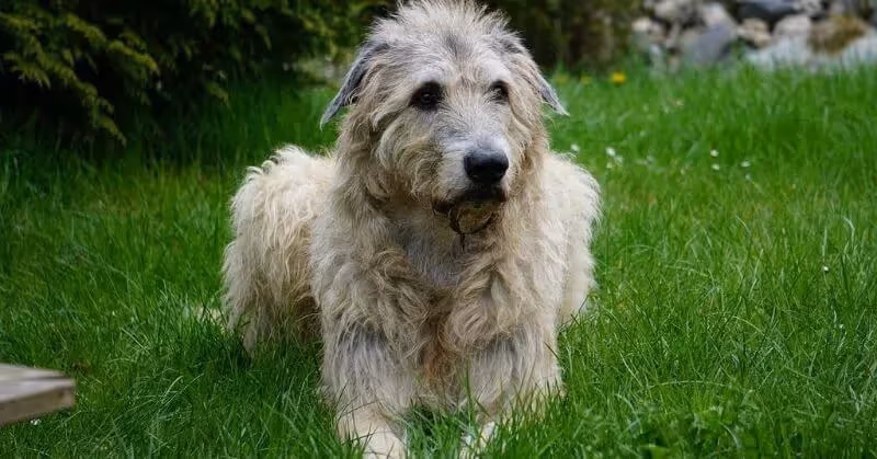 Chien Irish Wolfhound