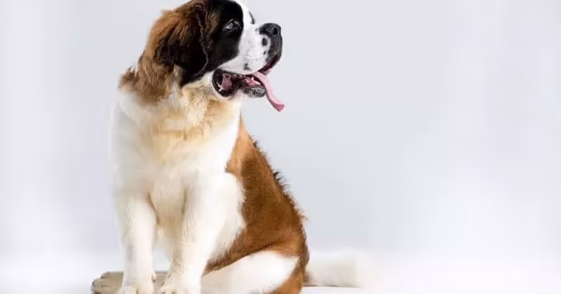Chien Saint-Bernard