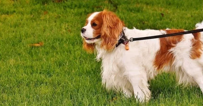 Chien gentil Cavalier King Charles