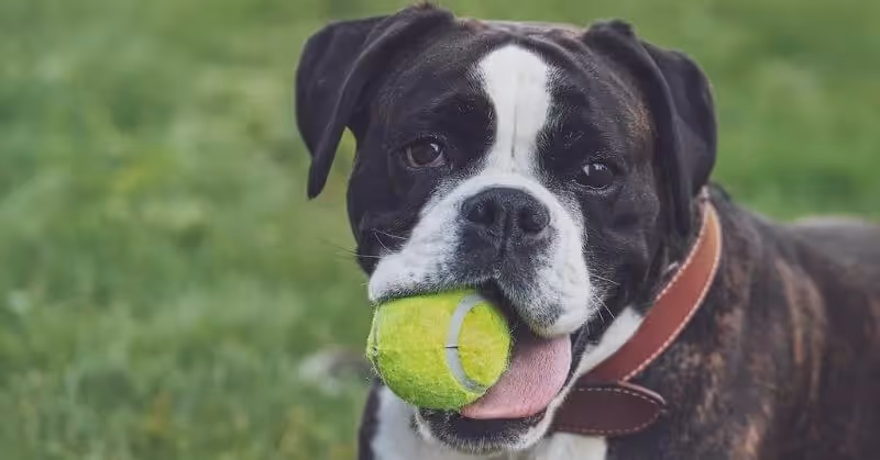 Chien joueur Boxer