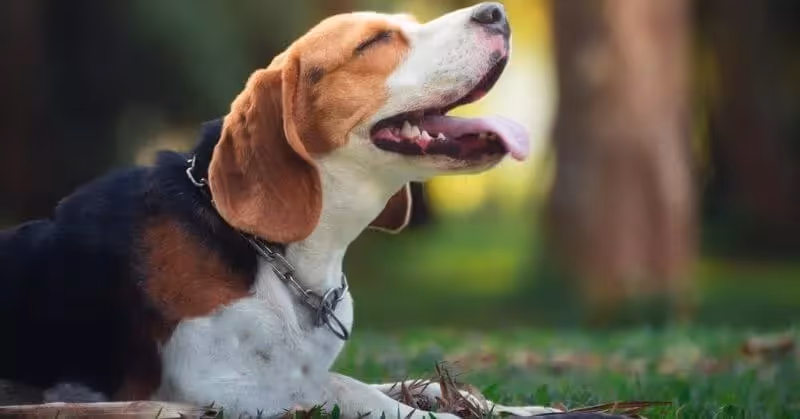 Chien affectueux Beagle