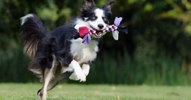 Chien joueur Border Collie
