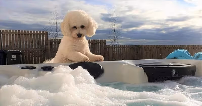 Chien joueur Bichon frisé